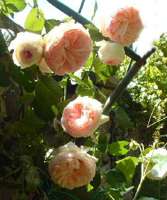 rose